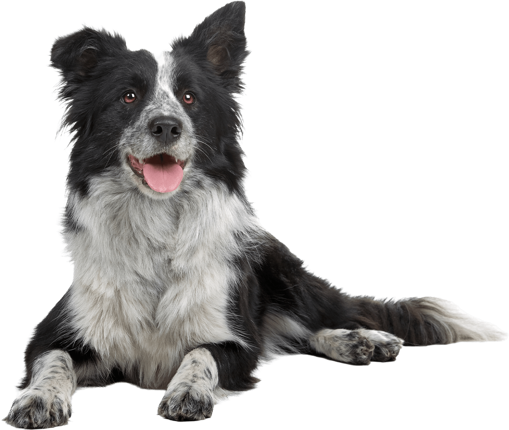 a border collie laying down