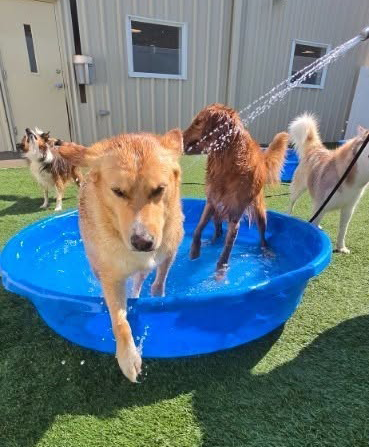 dogs playing in a pool