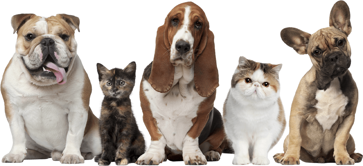 puppies & kittens sitting in a line