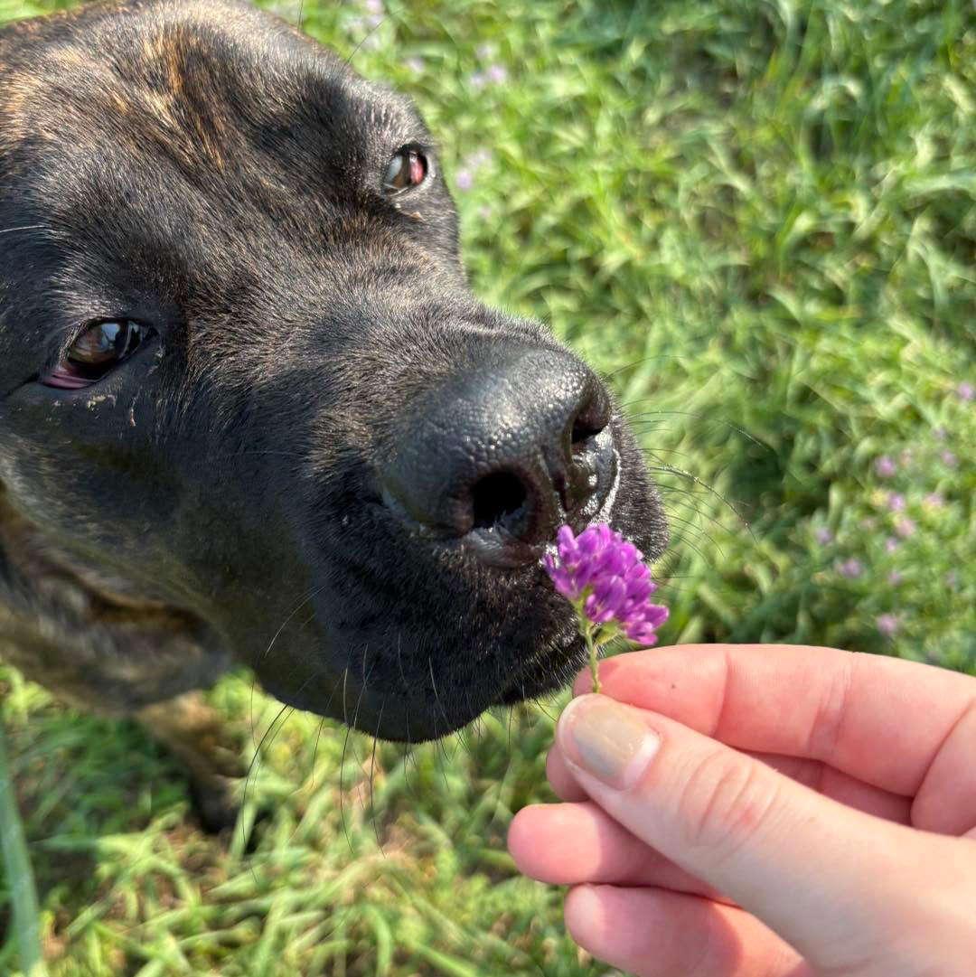 dog at daycare smelling flowers