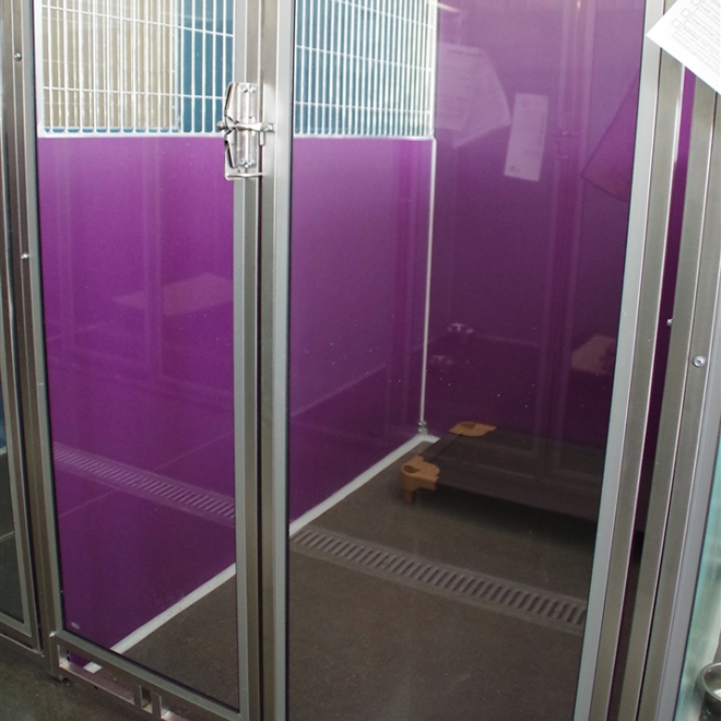 inside of a dog room at boarding