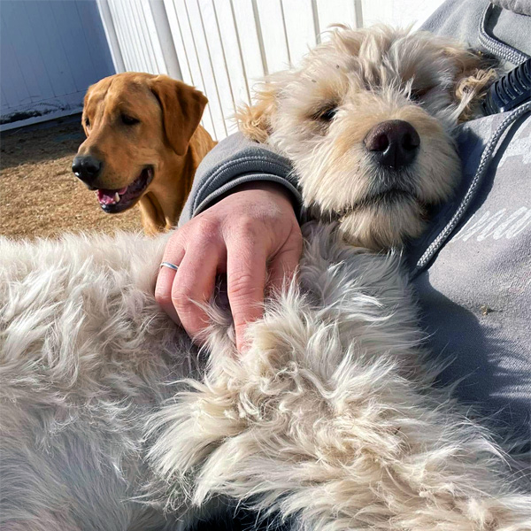puppy taking nap on daycare worker