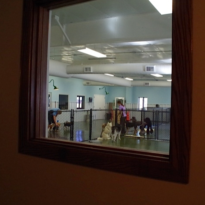 doggy daycare playroom