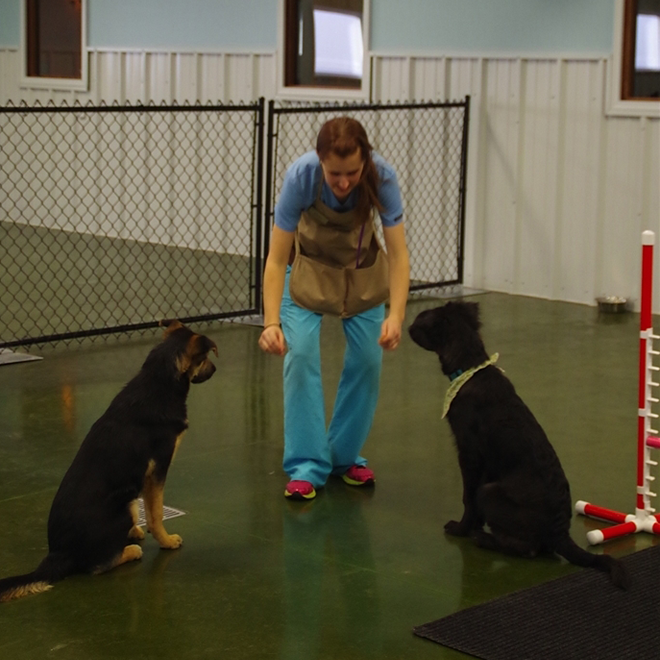 dog trainer at the retreat