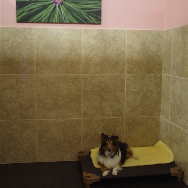 dog in its suite while being boarded