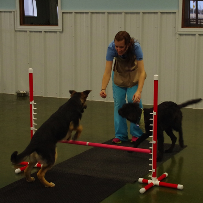 dogs being trained at the retreat