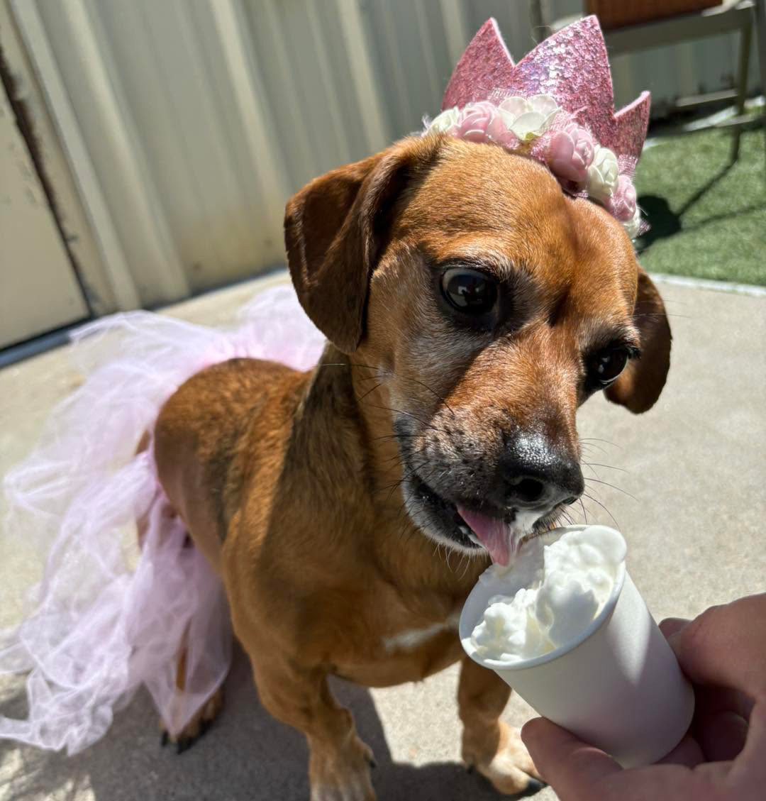 dog getting pup cup on its birthday at boarding