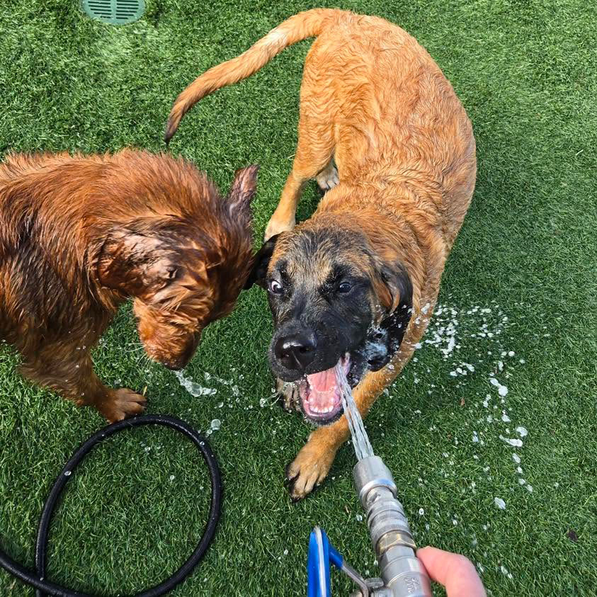 two dogs at daycare playing in the hose