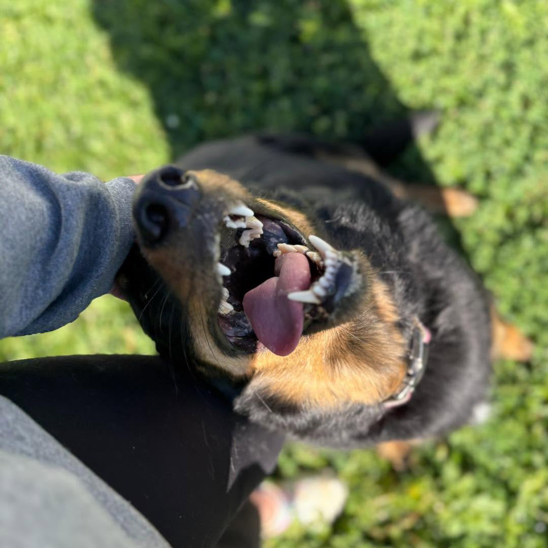 dog getting pets from a daycare employee