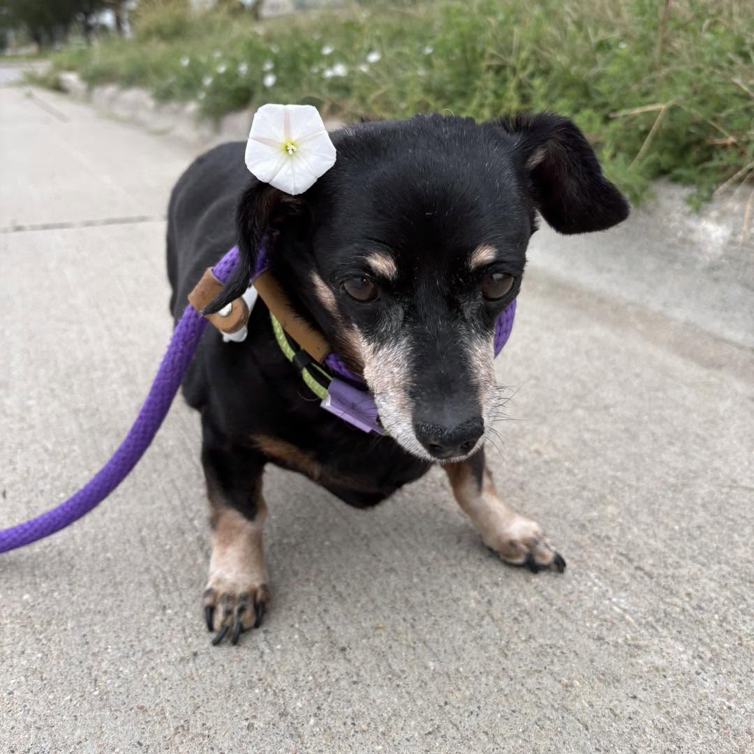 small dog being taken on a walk while boarded