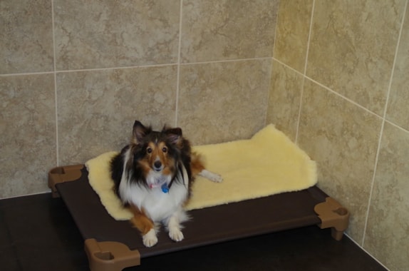 dog laying in her bed inside a canine suite