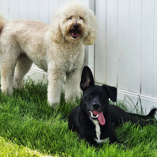two dogs relaxing at boarding