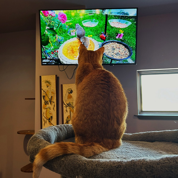 cat at boarding watching cat tv