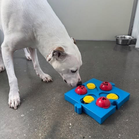 dog using a puzzle toy at boarding