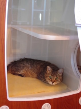 a cat in his condo while being boarded