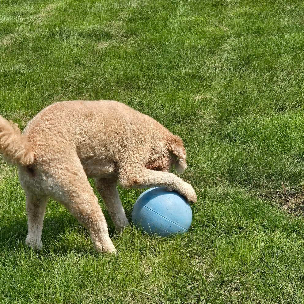 dog playing with ball outside at daycare