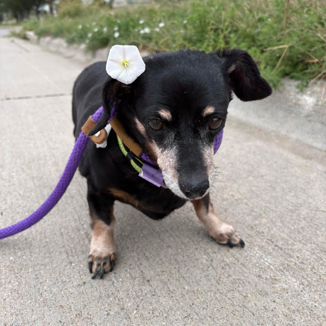 dog being taken on a walk at boarding