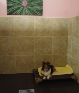 dog laying in her bed inside the canine suite