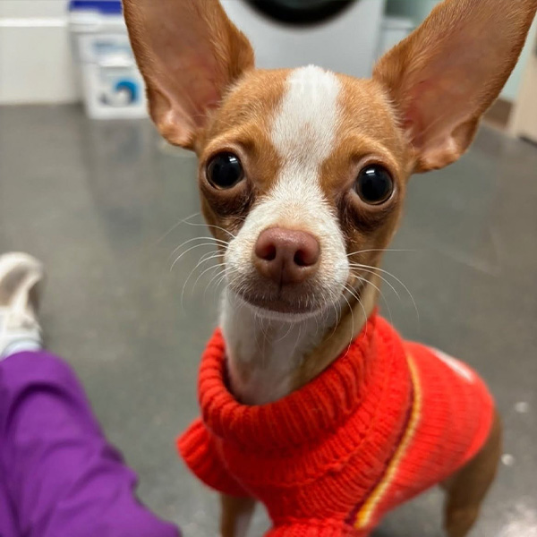 small dog at daycare