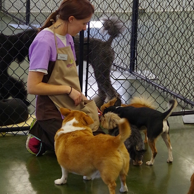 the retreat dog training classes