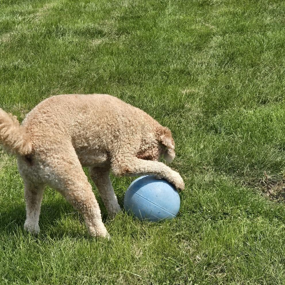 dog playing with a ball at the retreat