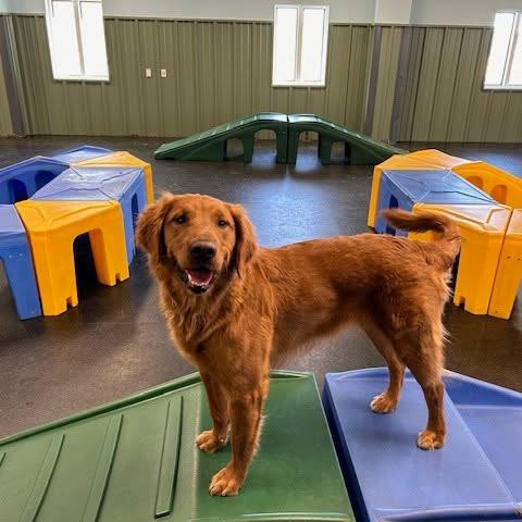 dog at daycare playing in the obstacle course