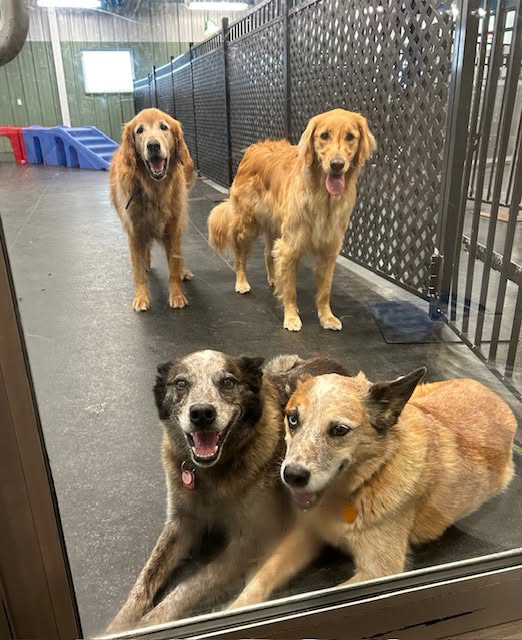 four dogs relaxing at daycare