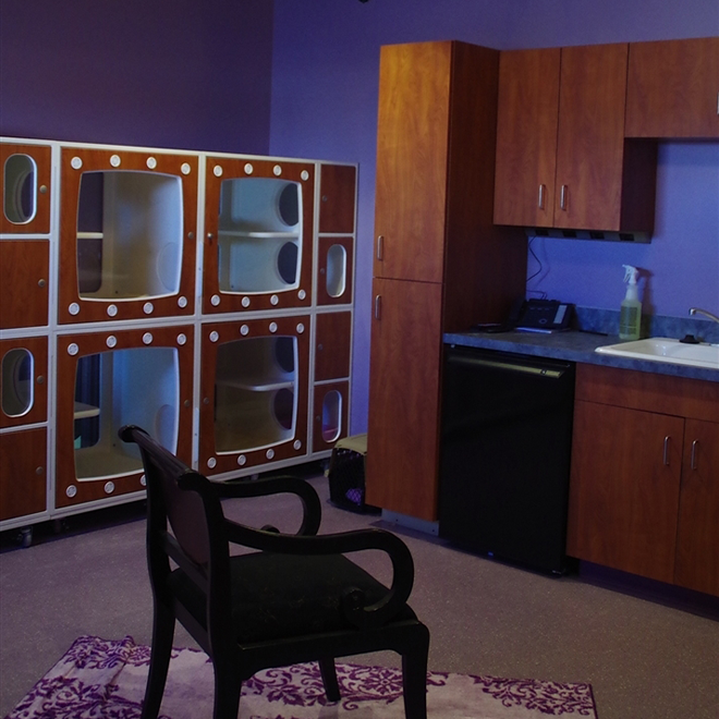 the cat room at the retreat