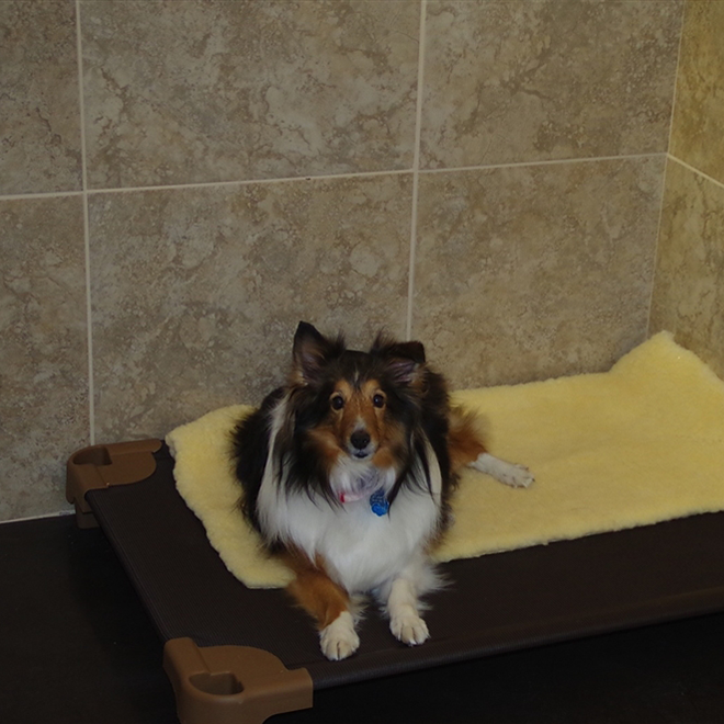 dog relaxing on their bed in the dog suite
