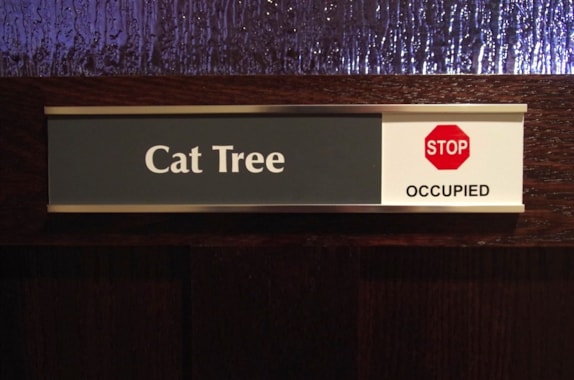 the cat tree in use