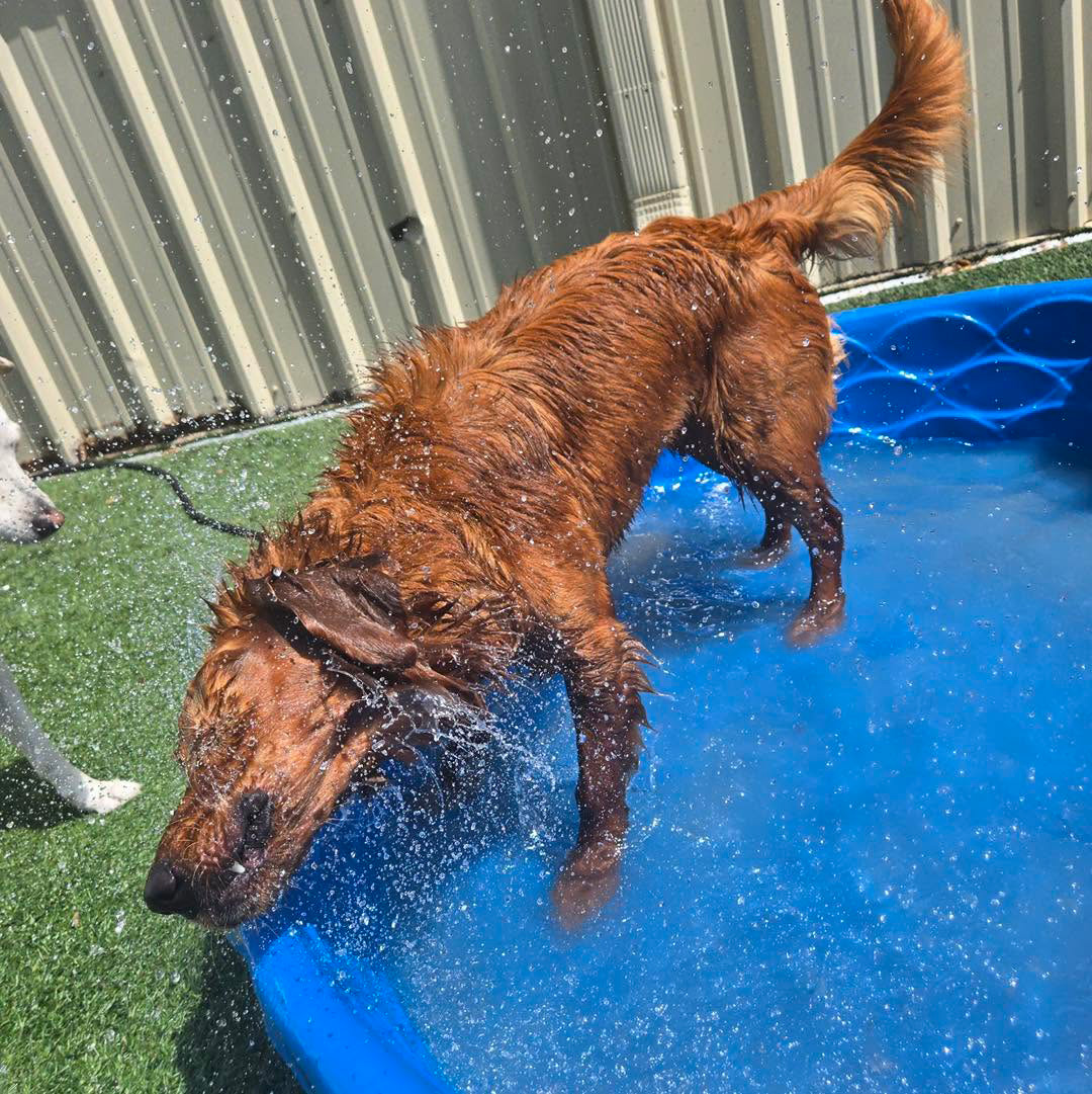 dog shaking water off its coat in the pool at daycare